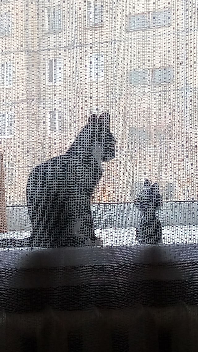 кошки