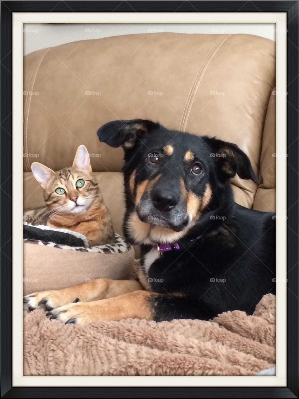 Cat and dog portrait. 