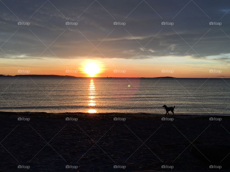 Dog on sunrise