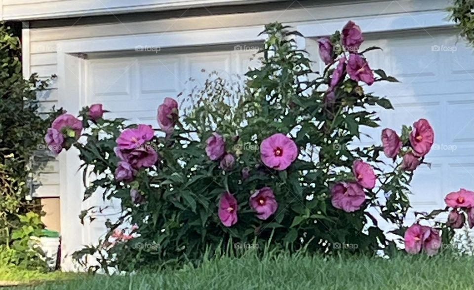 Pink hibiscus in bloom 