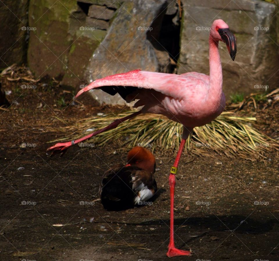 Funny Flamingo