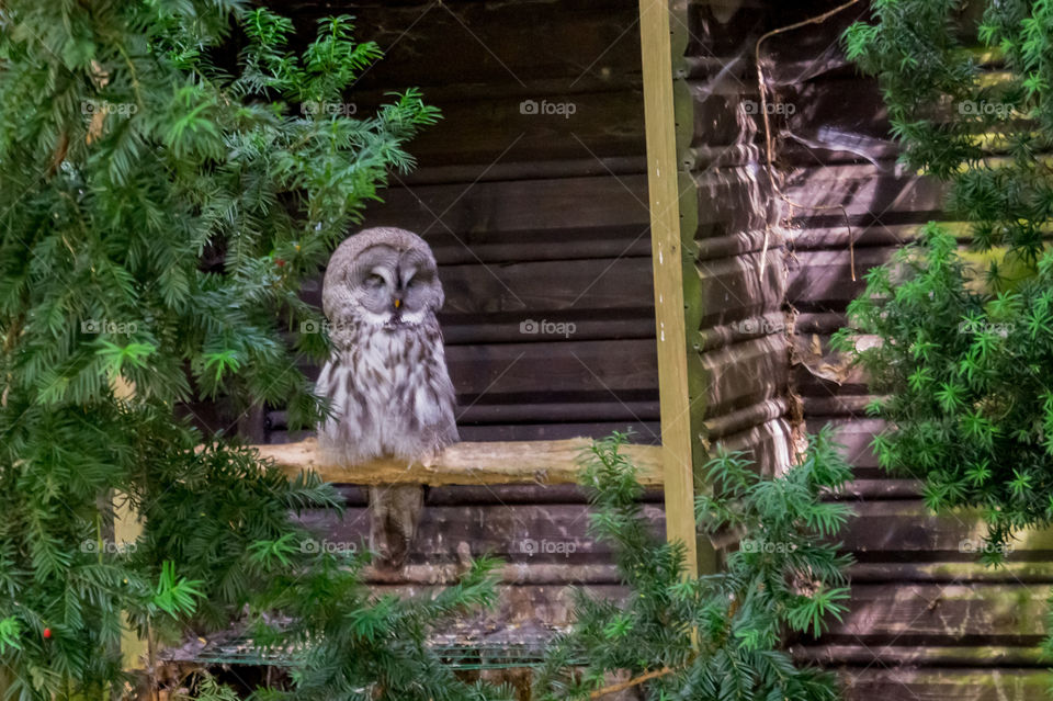 Great grey owl on a branch wide view 