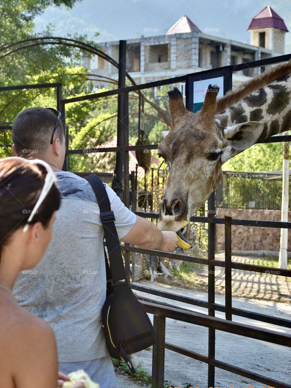 friendly giraffe in the zoo eats a banana from the hands of visitors