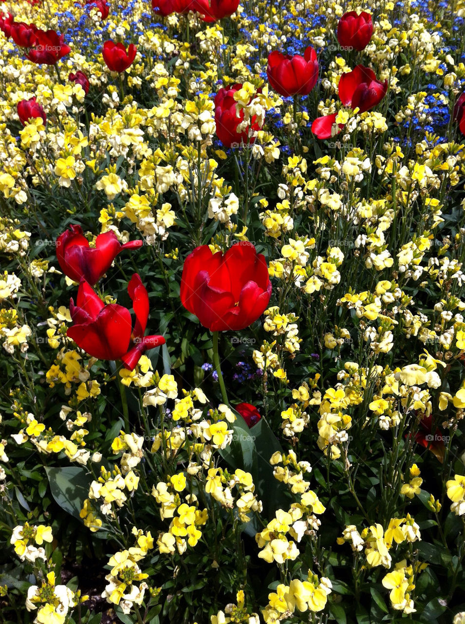 london flowers garden yellow by yhazman21
