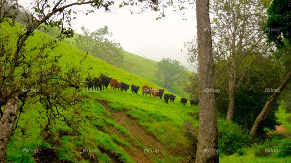Marching cows . Cows