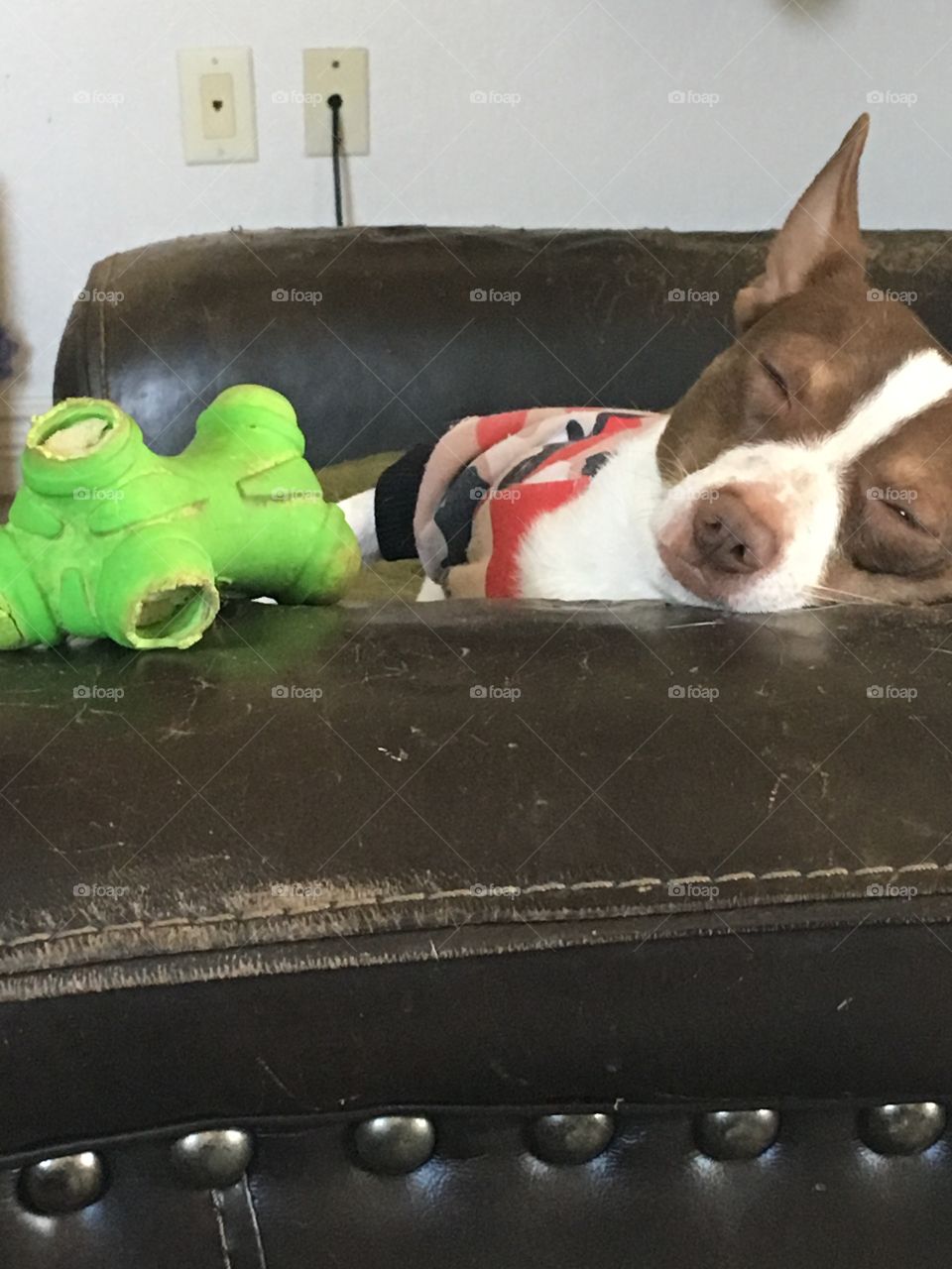 I played to hard now I think I’ll take me a little cat nap, Don’t you touch my toy!