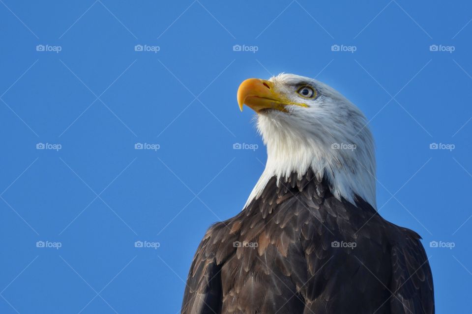 Regal eagle