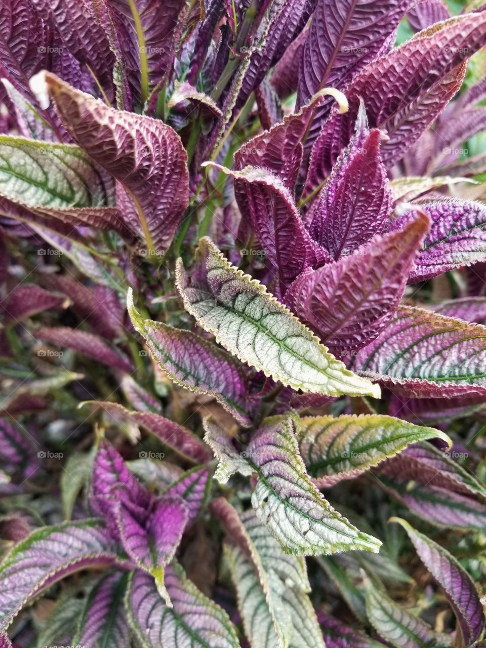 Unique Plants
