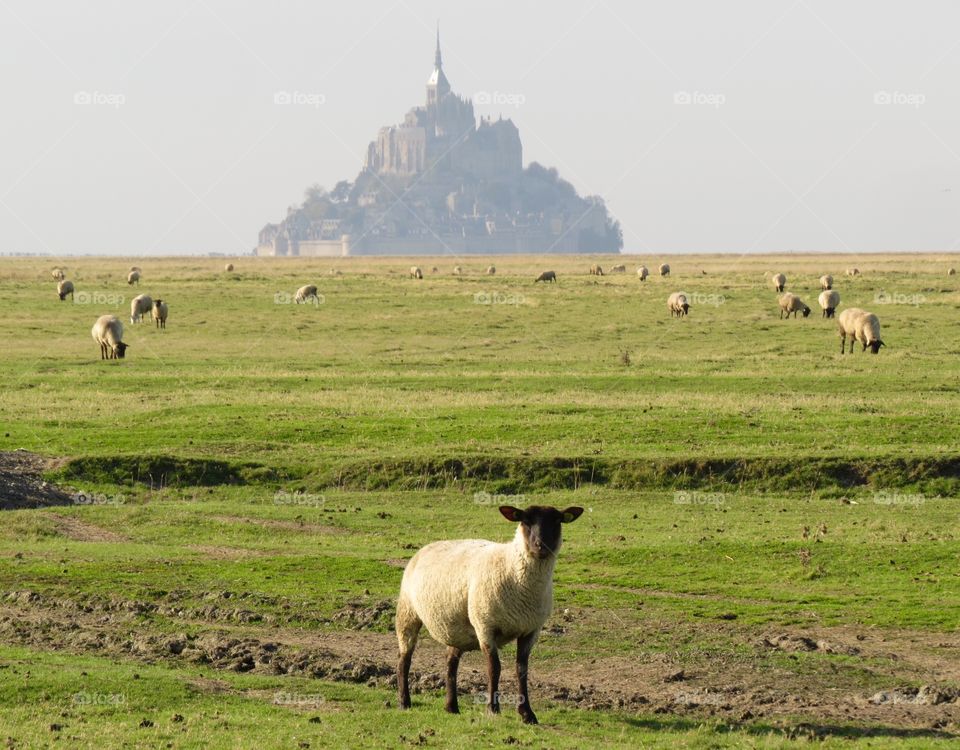 Sheep at Mont Saint-Michel