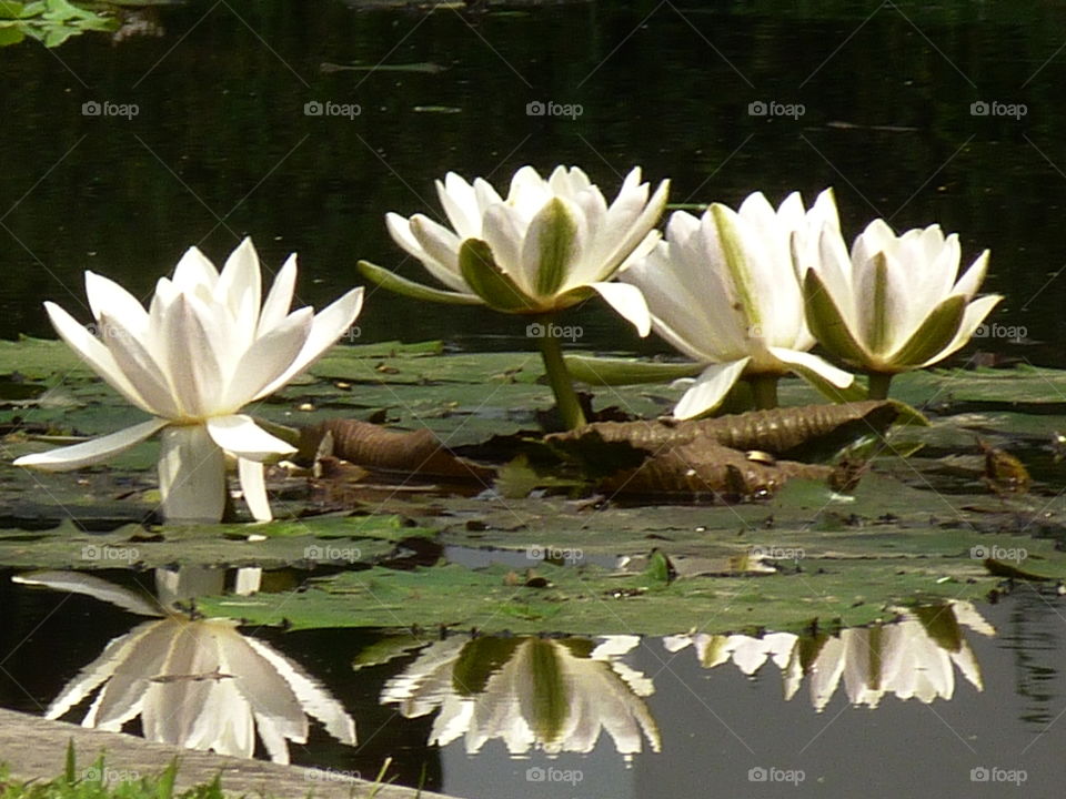 White water lillies
