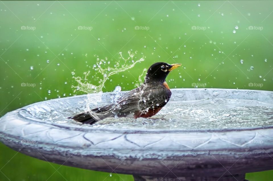 Bird bath