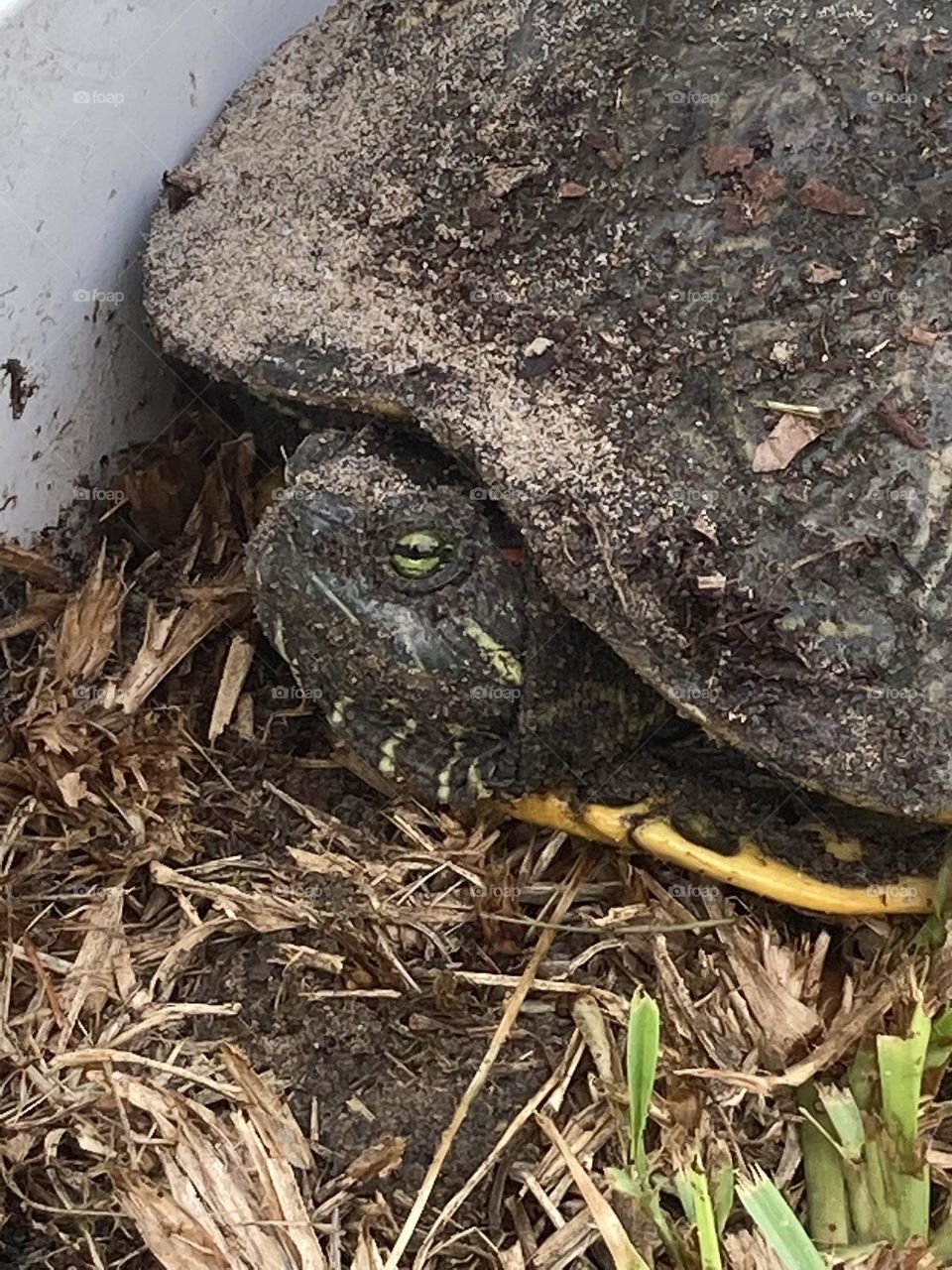 Beautiful big turtle 🐢