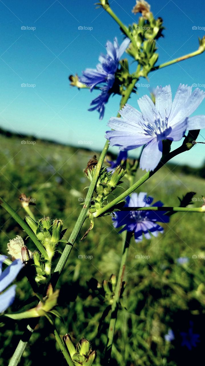 Nature, Flower, No Person, Summer, Flora