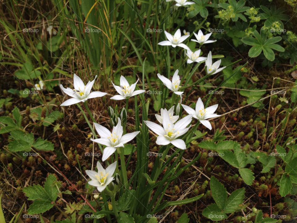 sweden flowers white blommor by cillatilla