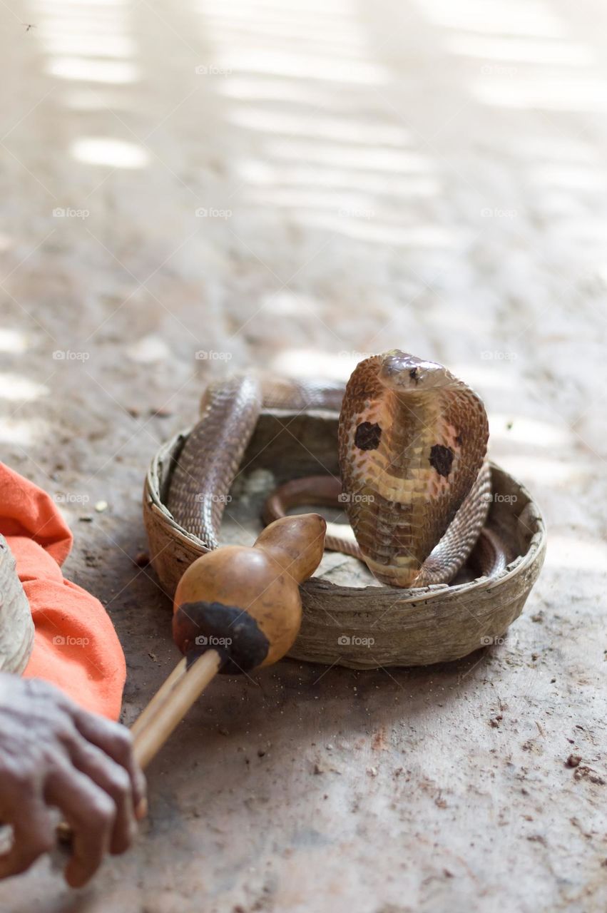 Snake with snake charmer.