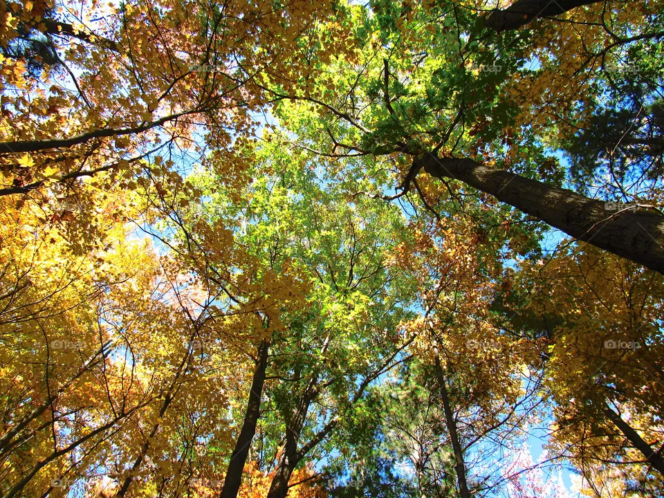 Fall trees