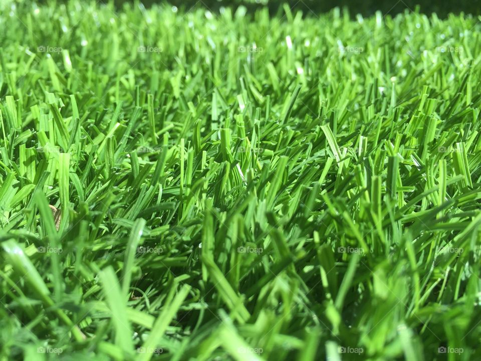 Fake grass