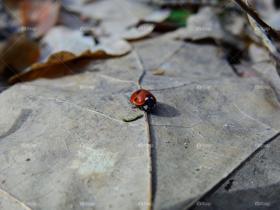 Ladybug on a dry leaf