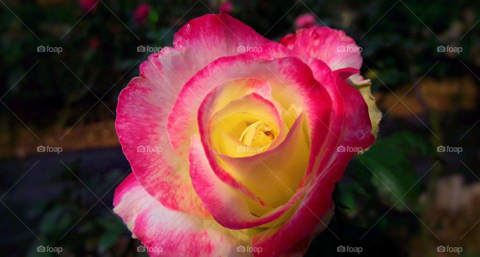 pink rose. love flower.