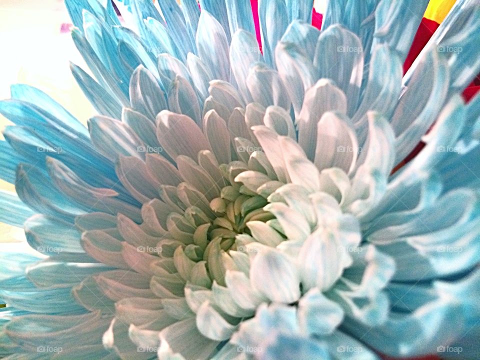 Chrysanthemums flower