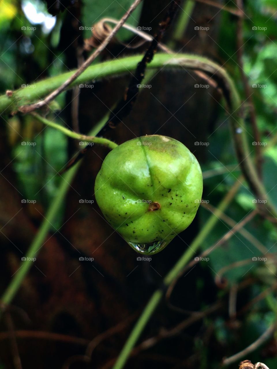 seed