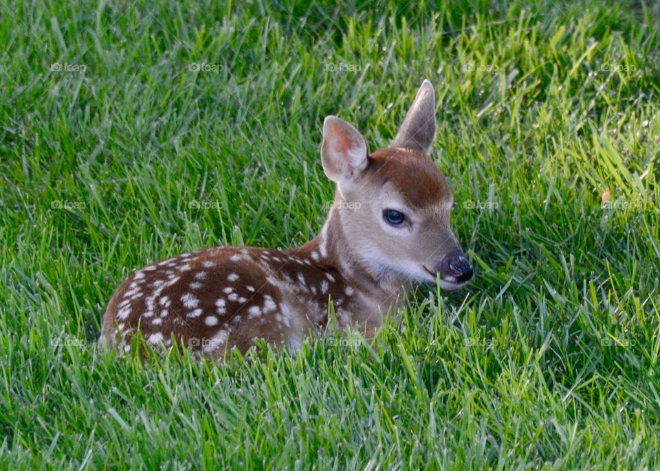 Baby Deer laying down