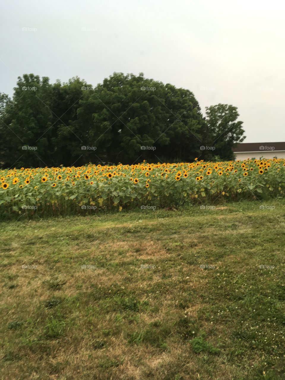 A field of beautiful sunflowers.