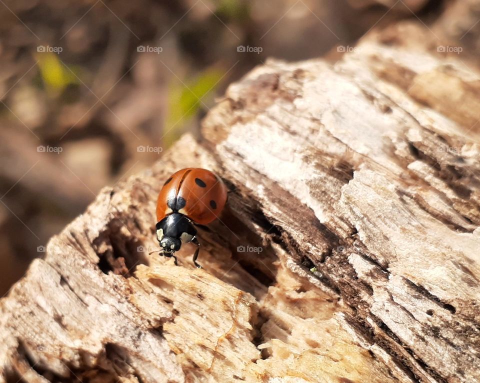 Macro photo of a red beetle on the bark