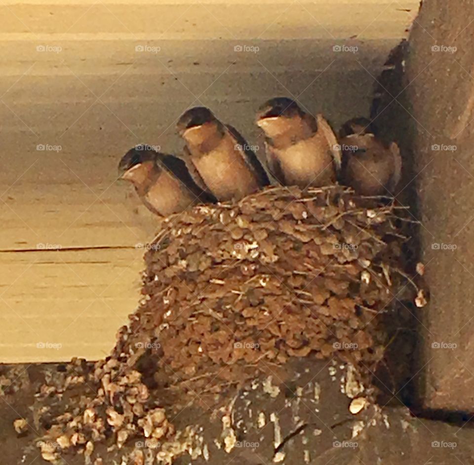 Chimney Swifts 