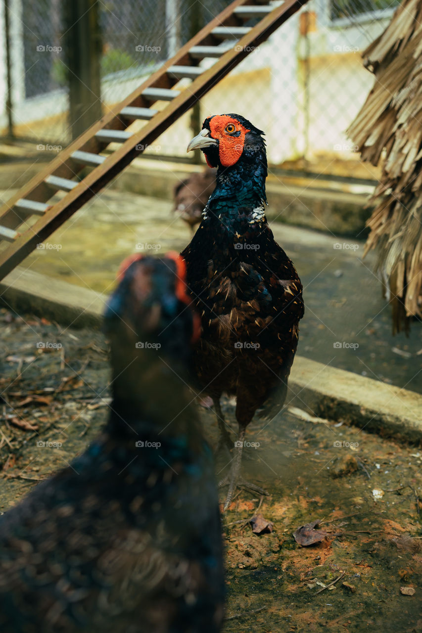 pheasant bird at the zoo