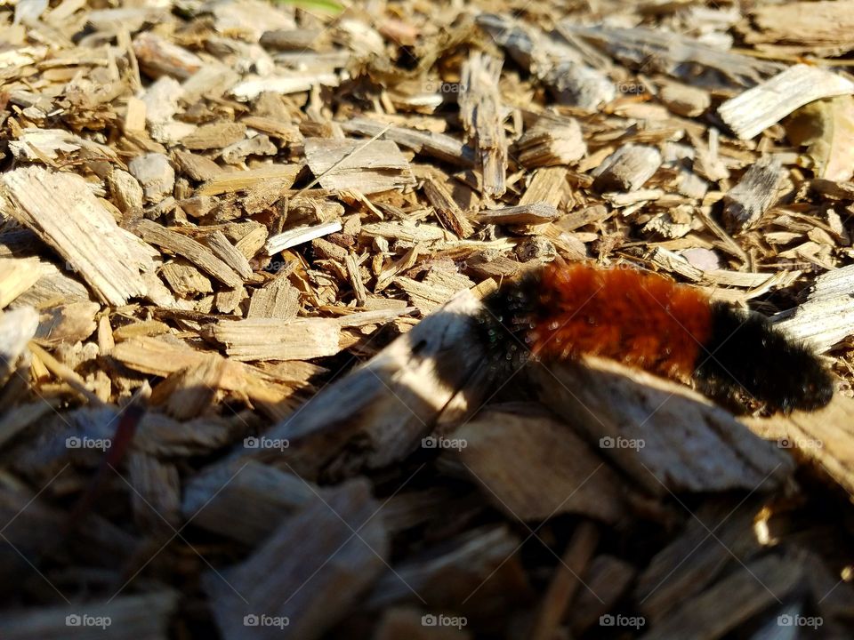 Autumn Sign