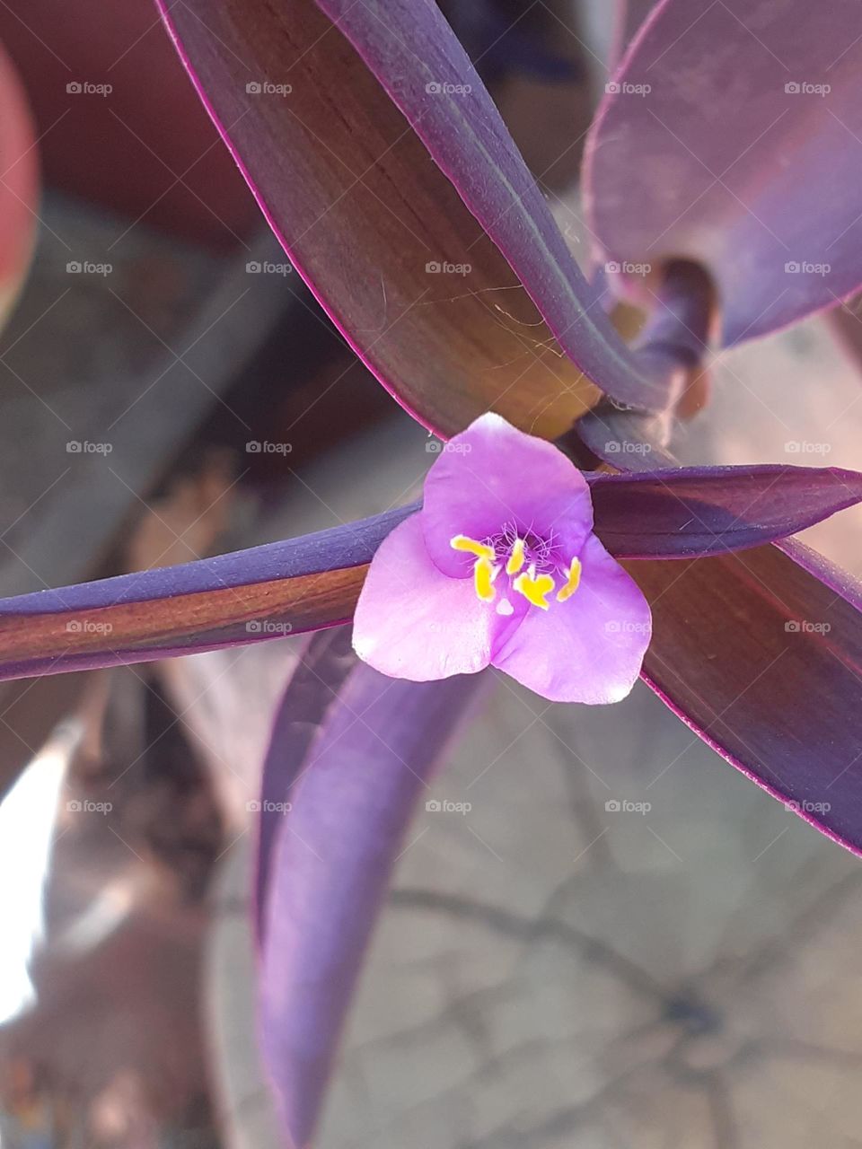 la flor lila de la planta morada