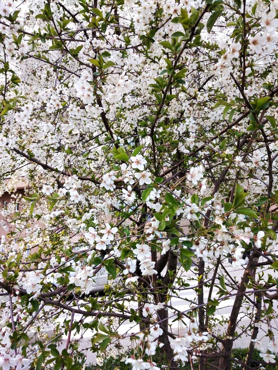 Little white flowers