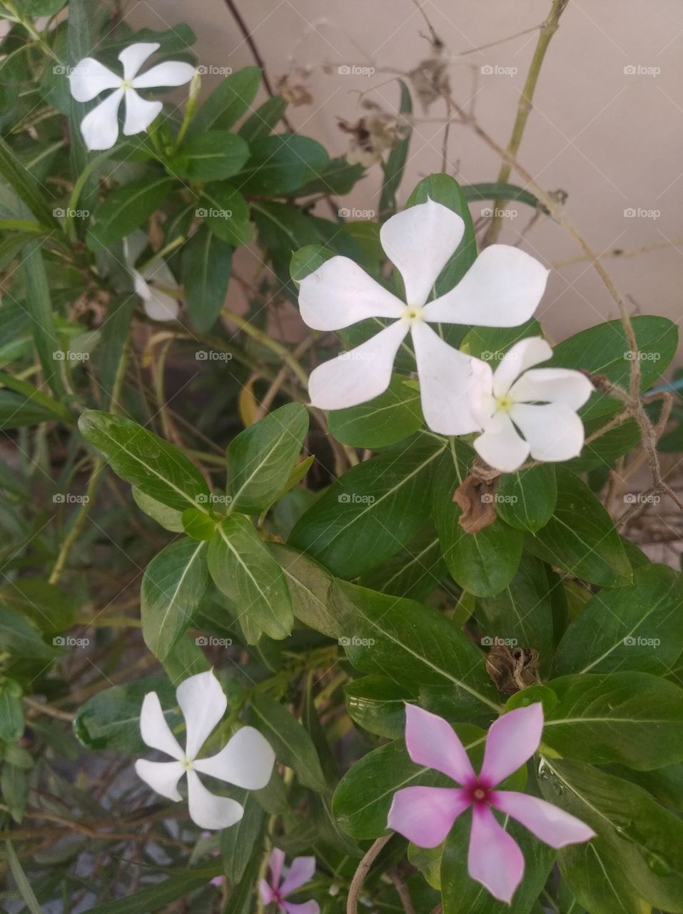 periwinkle white flower looks very beautiful generally found everywhere fresh seasonal