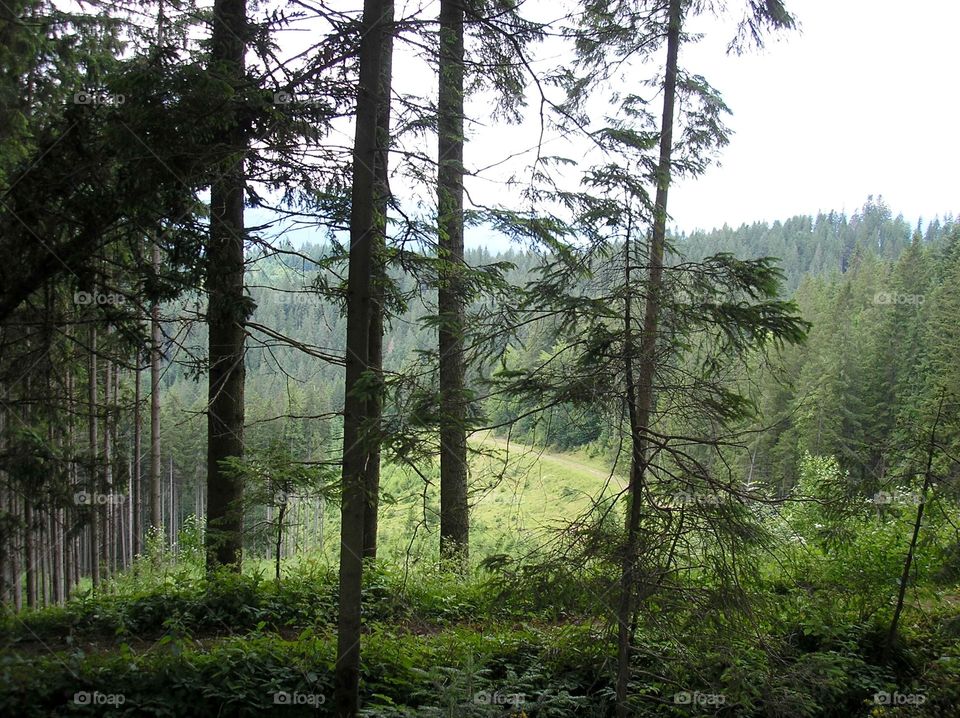 View on Carpathian Mountians from the highest point of passover