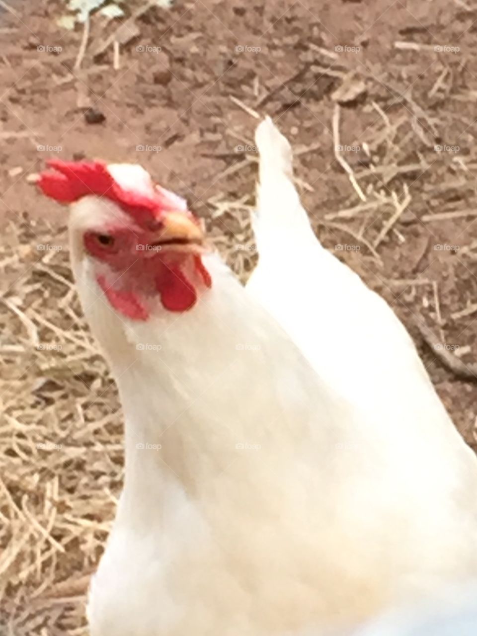 A closeup of a white rooster cocking its head to look at me.