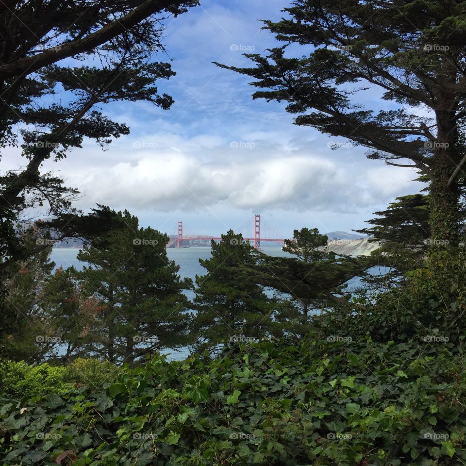 Golden Gate Bridge through the Forrest!