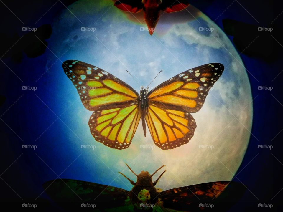 butterfly with rainbow moon