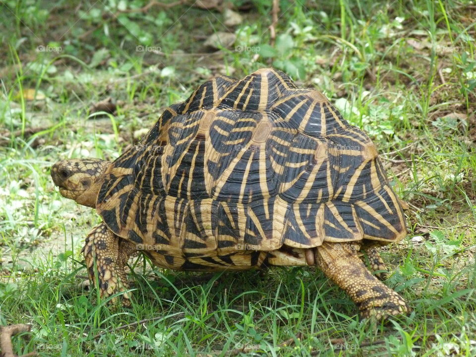 Tortoise