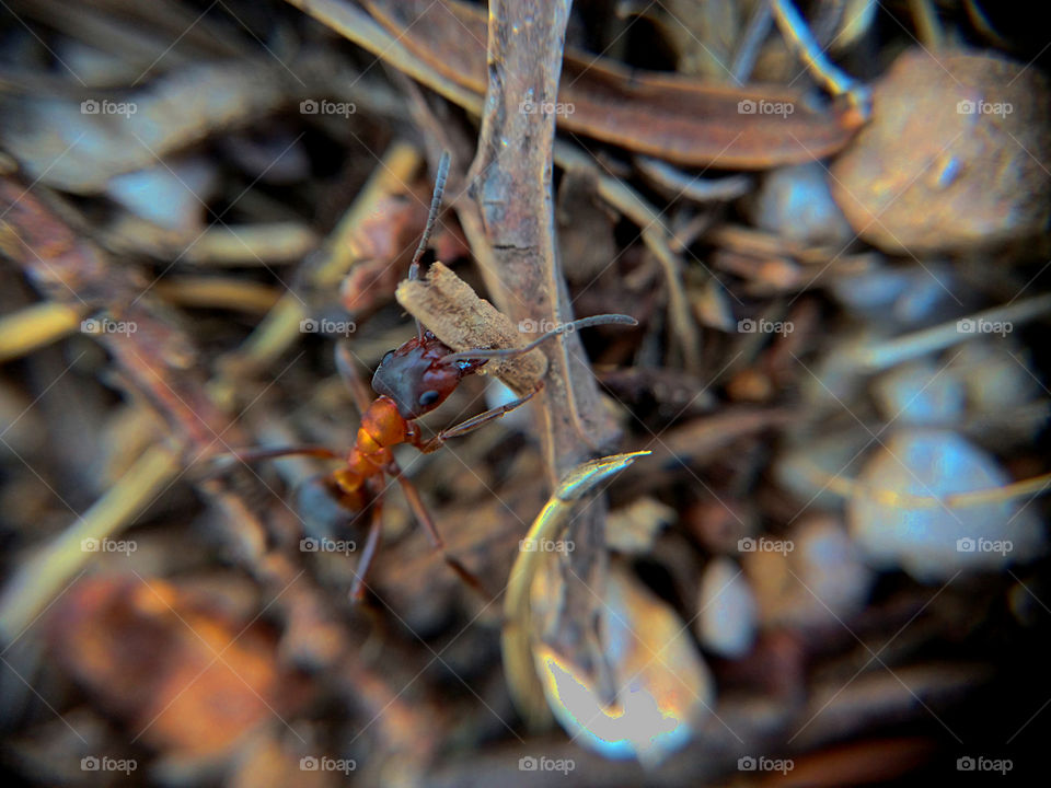 Ant moving a piece of wood