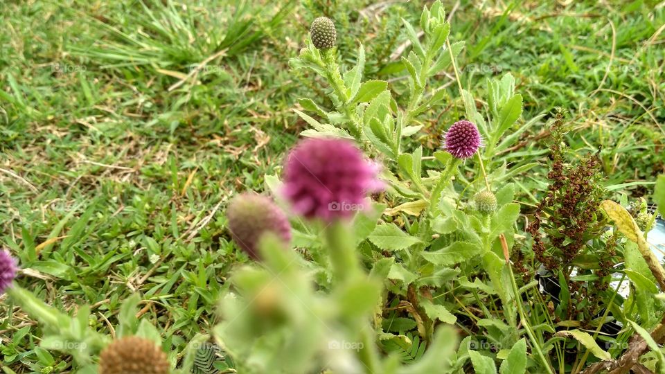 A type of burdock that grows wild