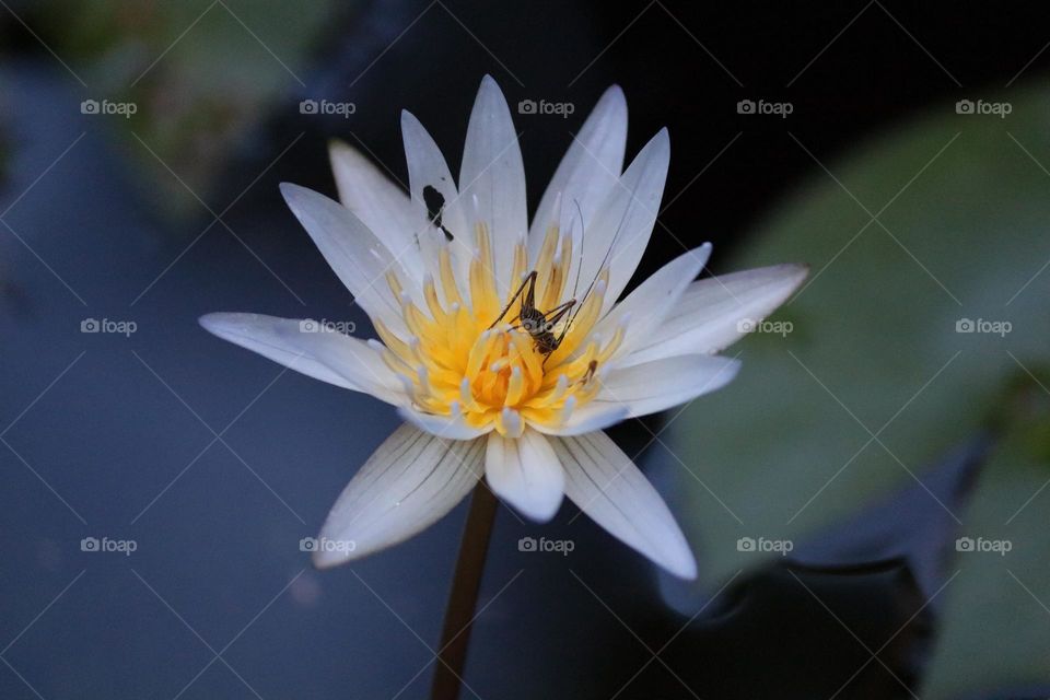 Beautiful sweet white blooming waterlily with blurry background. An insect on the centre of the flower