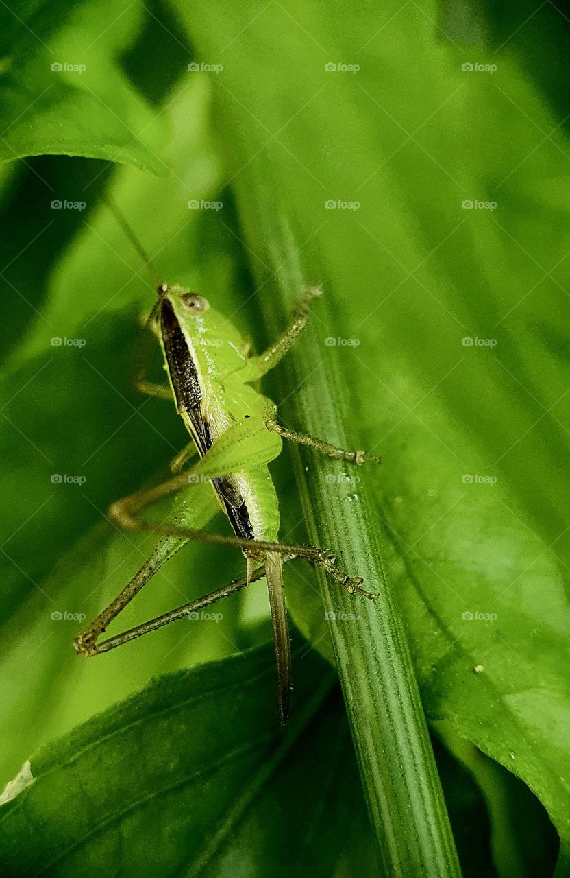 Grasshopper Sitting on Leaf