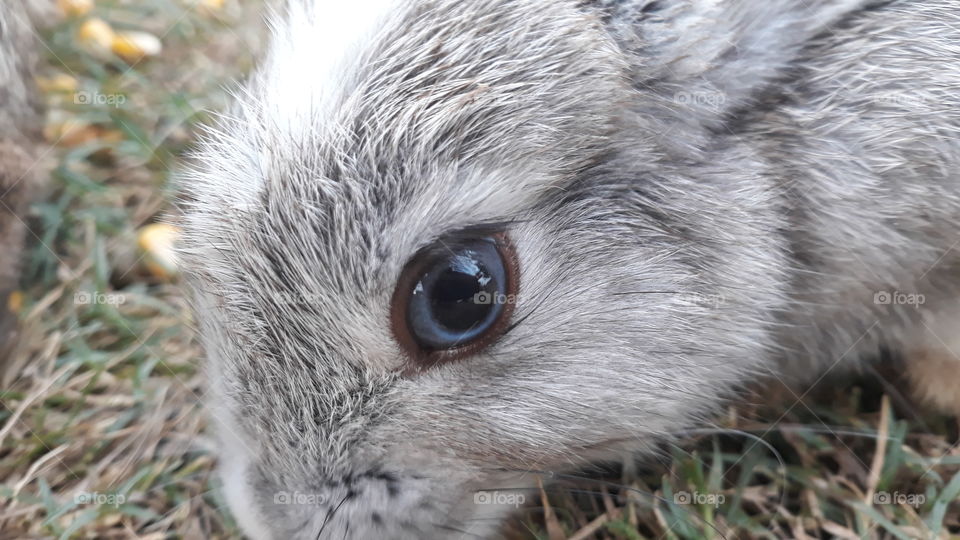 rabbit eye