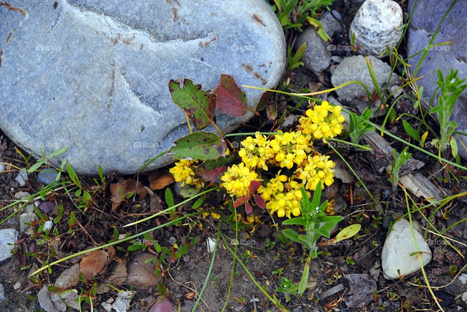 Some Yellow Between a Rock and a Hard Place