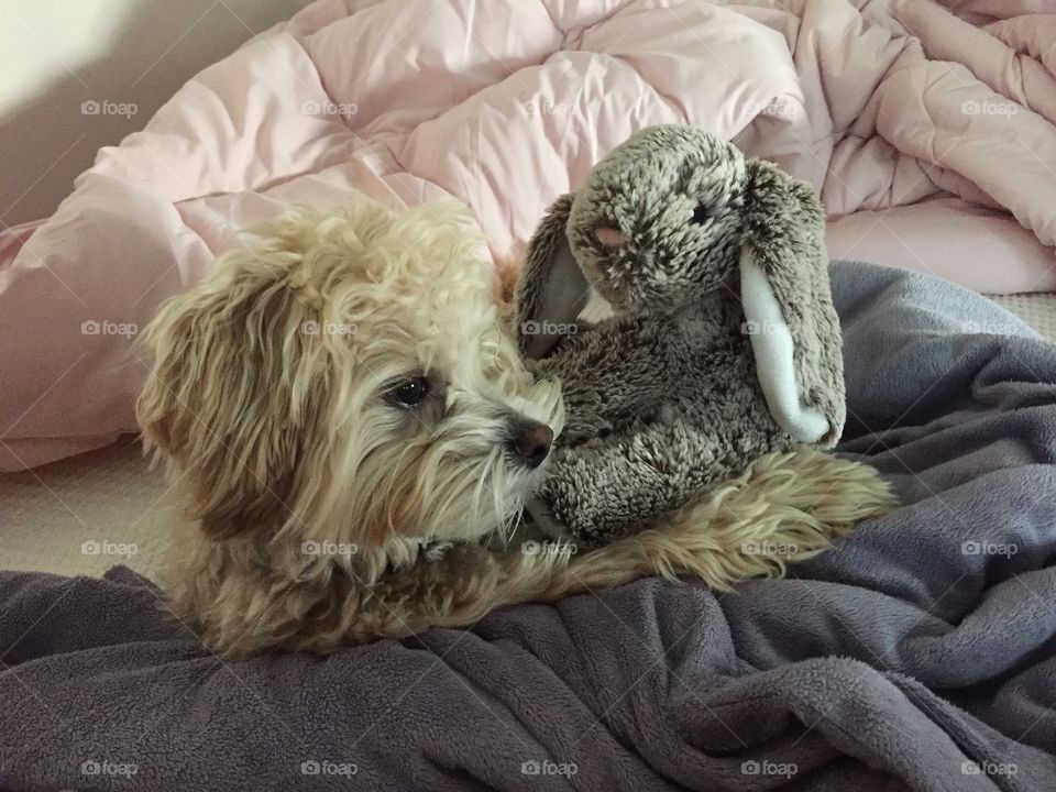 Puppy with stuffed bunny