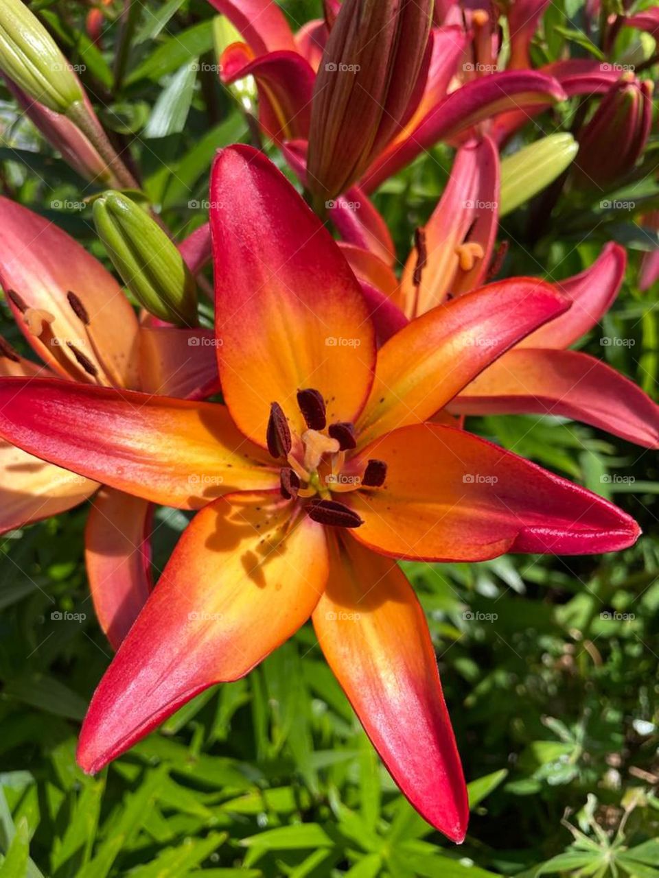 Orange Lily
