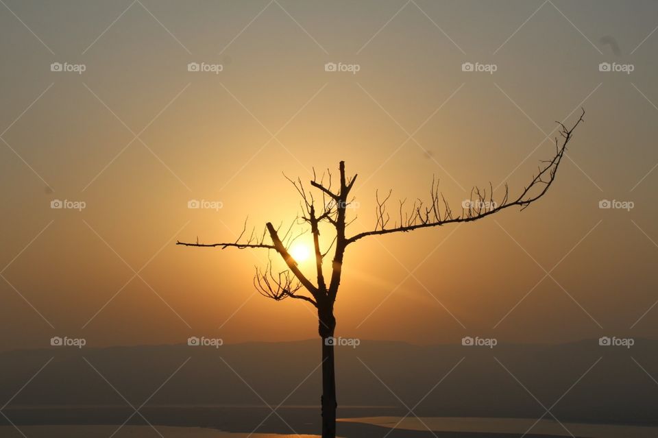 Dead Tree, Dead Sea