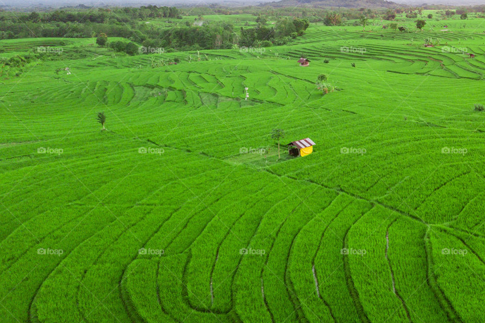 Green Rice fields