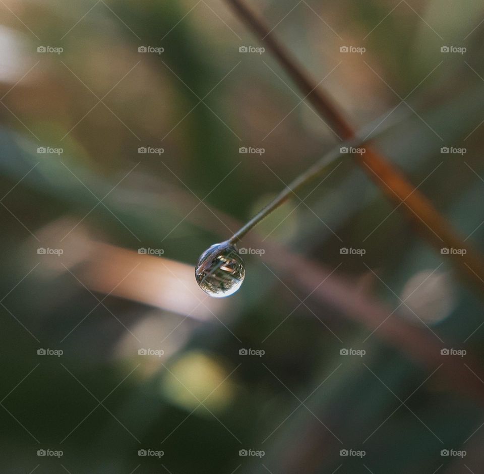 Dew drop